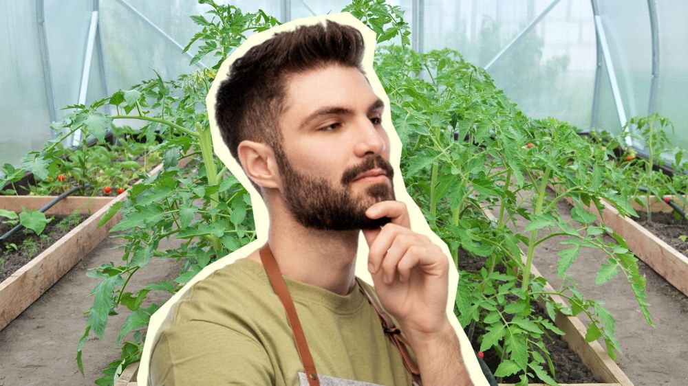 Как не потерять урожай: после каких культур не стоит сажать помидоры Как не потерять урожай: после каких культур не стоит сажать помидоры