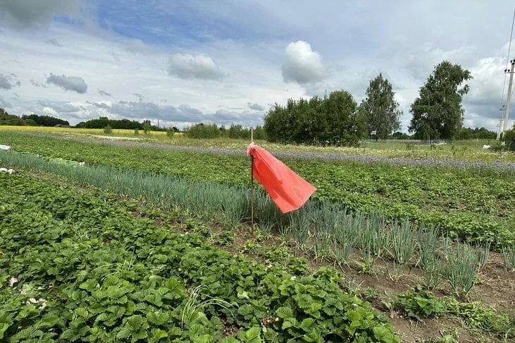 Люпин — природное удобрение для рекордных урожаев Люпин — природное удобрение для рекордных урожаев