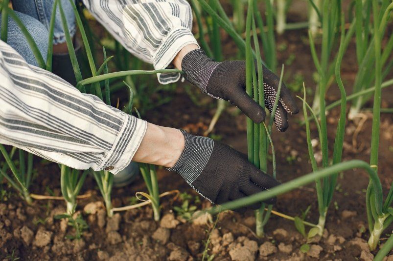 Почему лук желтеет: как спасти урожай Почему лук желтеет: как спасти урожай