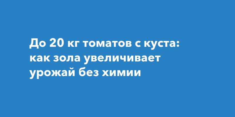 Древесная зола — натуральное удобрение для богатого урожая томатов Древесная зола — натуральное удобрение для богатого урожая томатов
