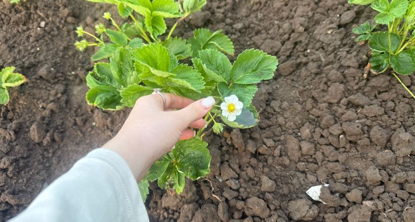 Борная кислота — секрет богатого урожая клубники Борная кислота — секрет богатого урожая клубники