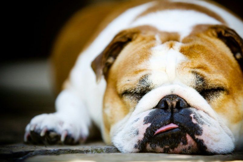 5 пород собак, которые не потребуют утреннего выгула 5 пород собак, которые не потребуют утреннего выгула