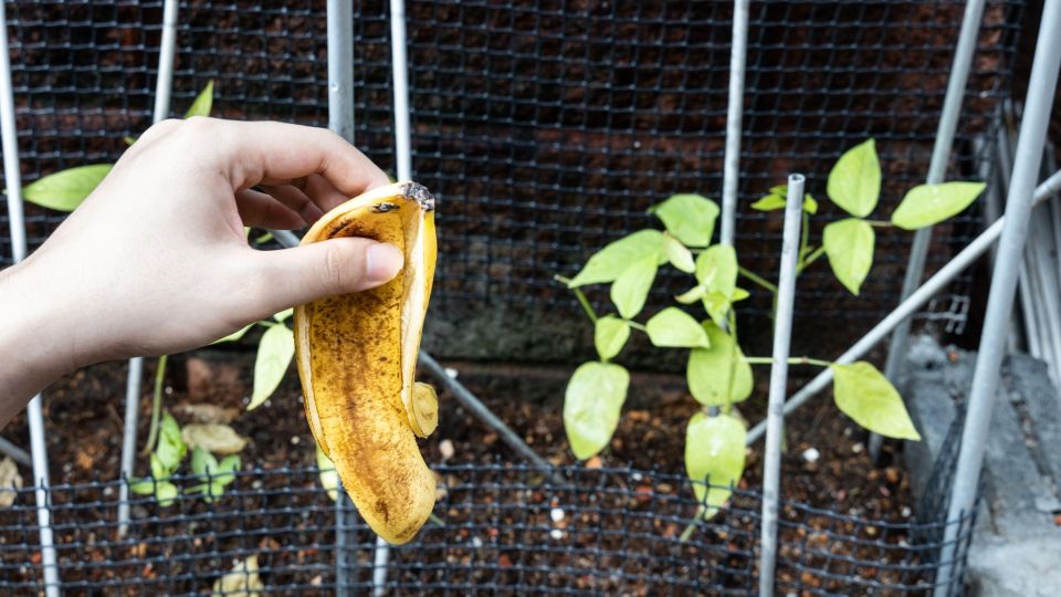 Банановая кожура — секрет пышного цветения садовых роз Банановая кожура — секрет пышного цветения садовых роз