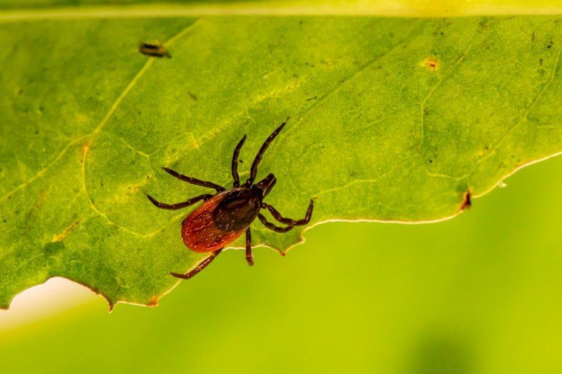 Опасный азиатский клещ Haemaphysalis longicornis распространился в Турции: что нужно знать туристам Опасный азиатский клещ Haemaphysalis longicornis распространился в Турции: что нужно знать туристам
