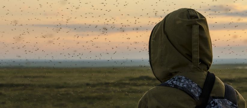 Натуральное спасение от комаров: домашний рецепт Натуральное спасение от комаров: домашний рецепт