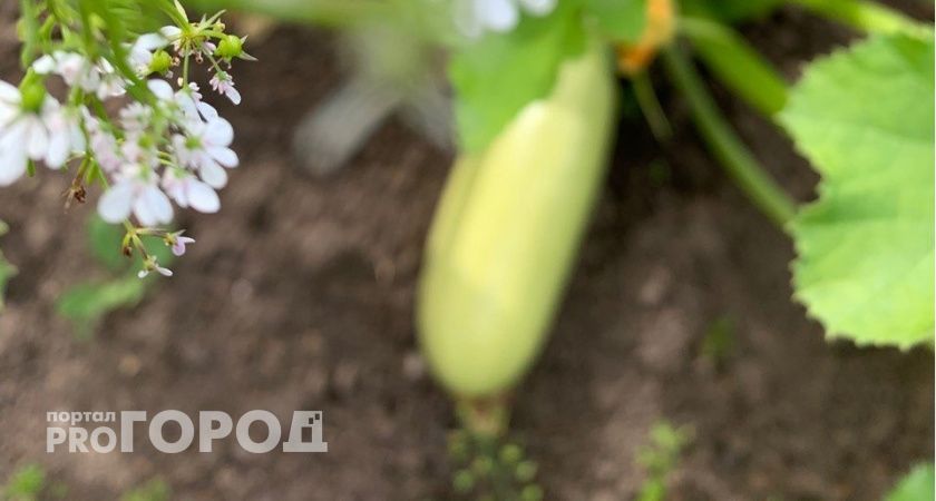 Луковая шелуха — неожиданный помощник в выращивании кабачков