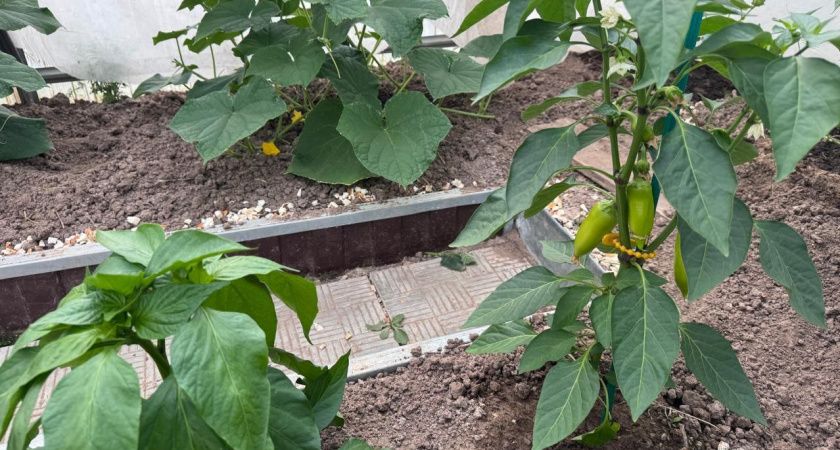 Июньская подкормка для перца: как обеспечить богатый урожай