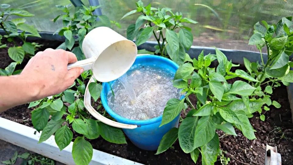 Рыбья мука — секрет богатого урожая перца