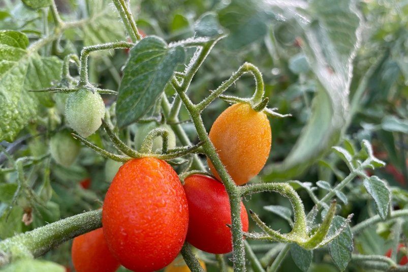Июль — золото для вашего урожая томатов