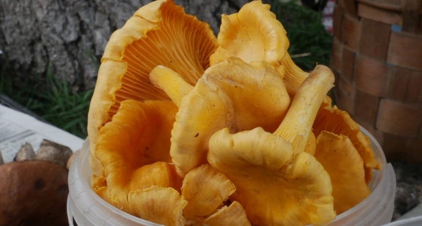 Белые грибы, шампиньоны, мацутакэ и лисички: какой гриб самый полезный?