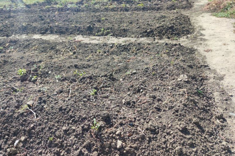 Как сделать почву на даче воздушной и здоровой: простой секрет