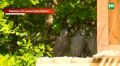 Соколиная надежда: в Татарстане снова гнездятся соколы-балобаны после полувекового отсутствия